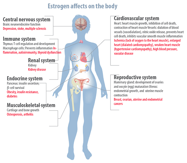 estrogen3