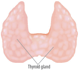 Thyroid Gland