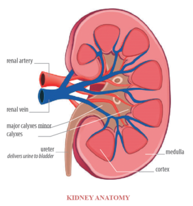 Kidney