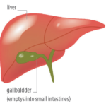 Liver