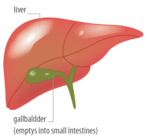 Liver