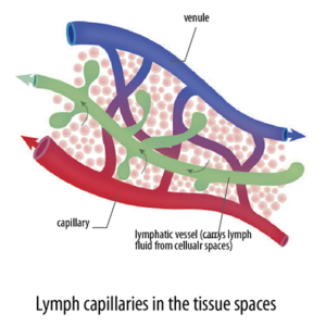 Lymph
