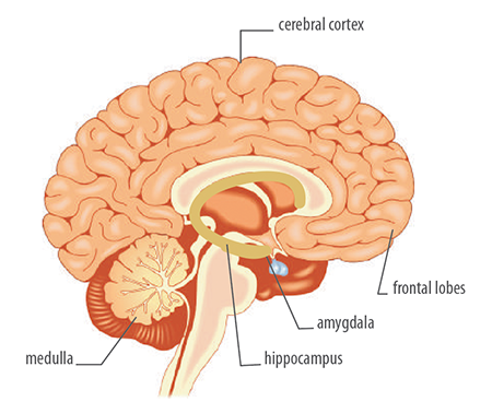 neuro2