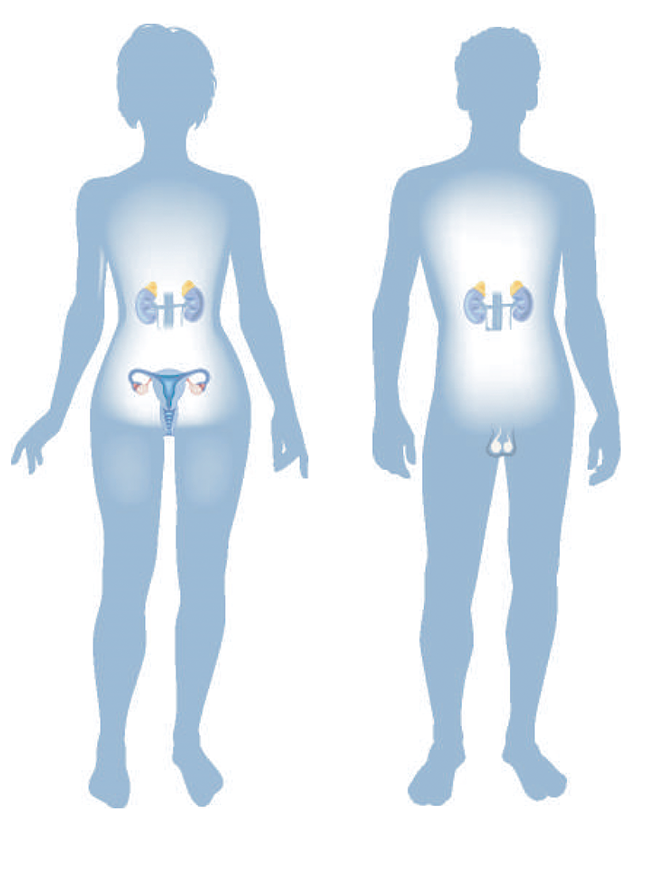 PROGESTERONE