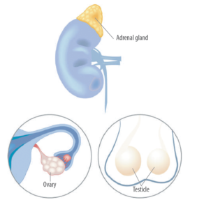 PROGESTERONE