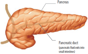 Pancreas